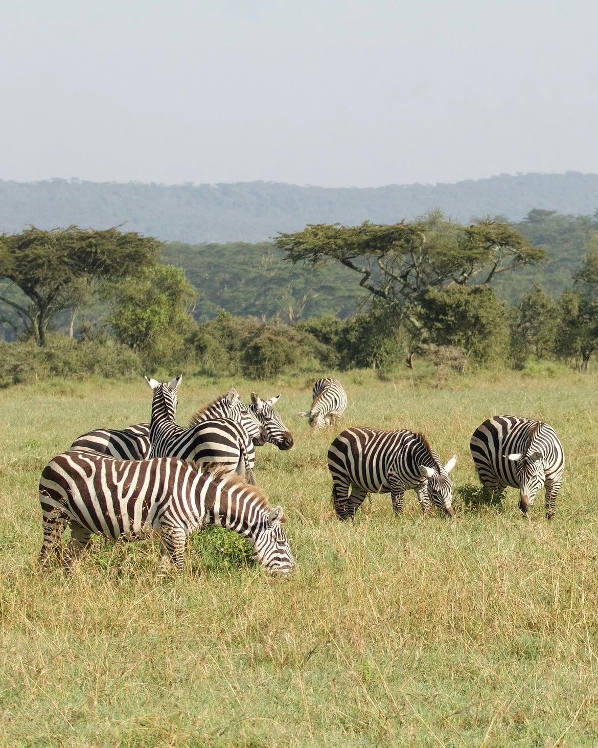 Wildlife at Lake Nakuru