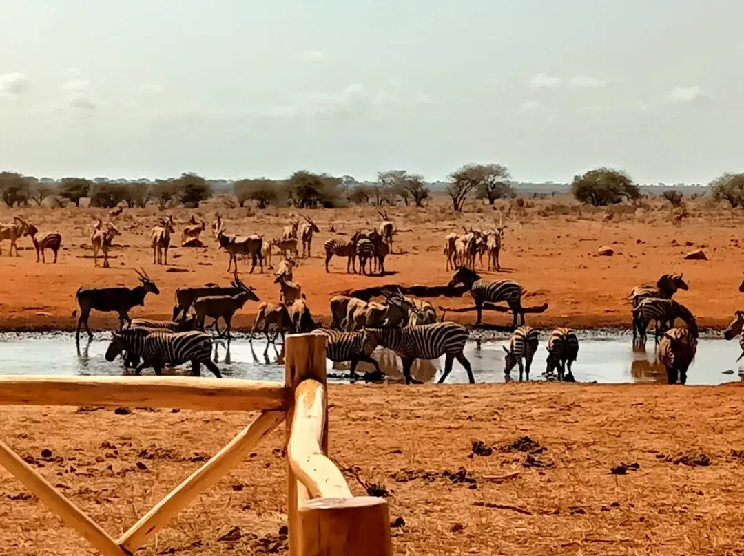 Wildlife viewed from a safari lodge in Tsavo