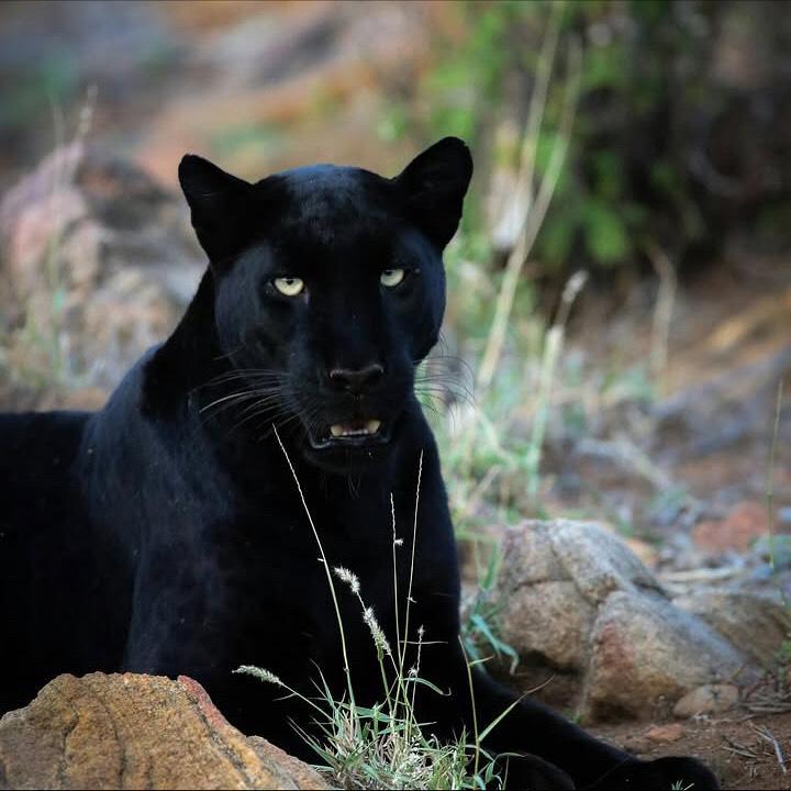 Wildlife landscape in Laikipia
