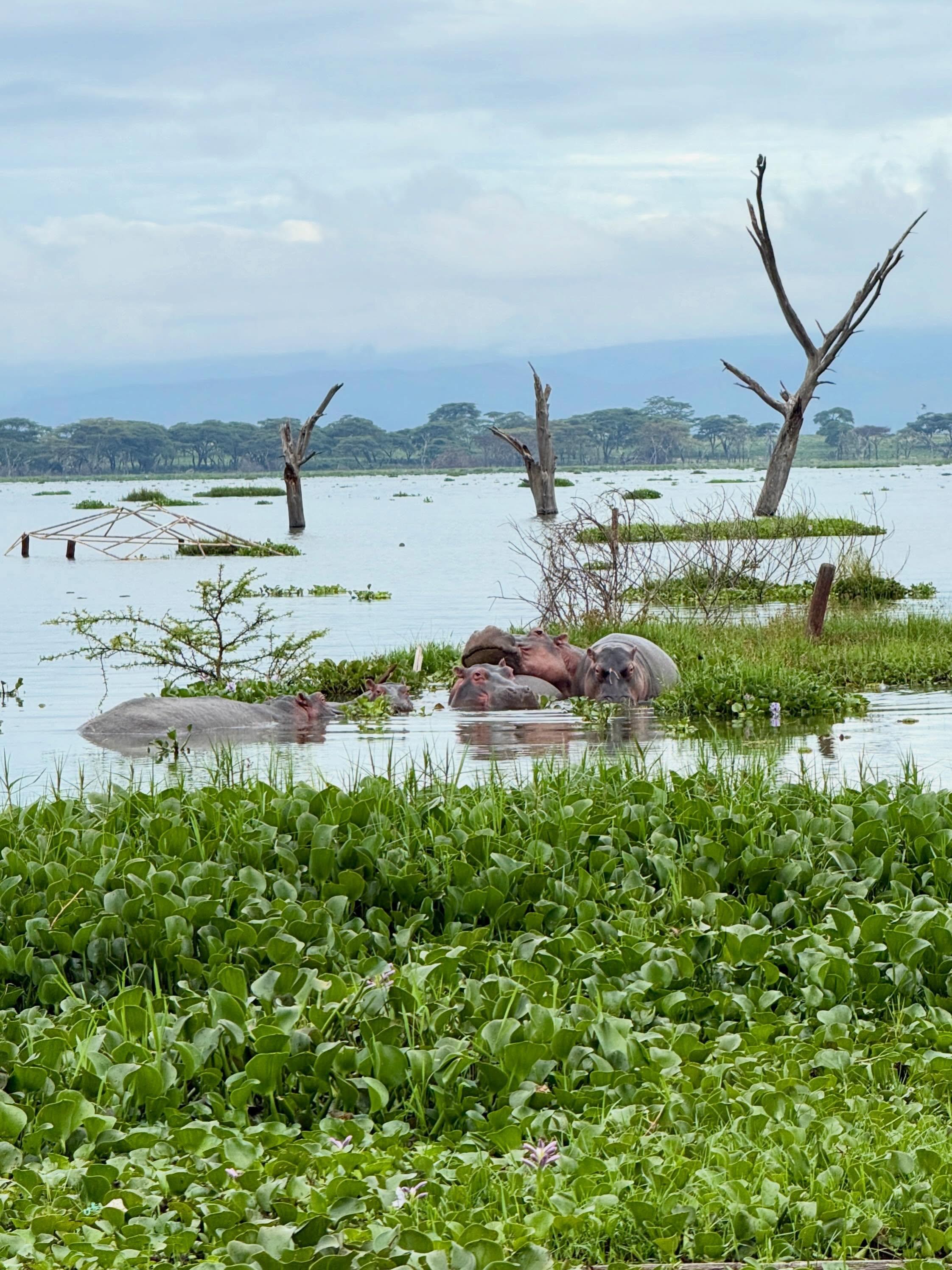 Lake Naivasha, Kenya