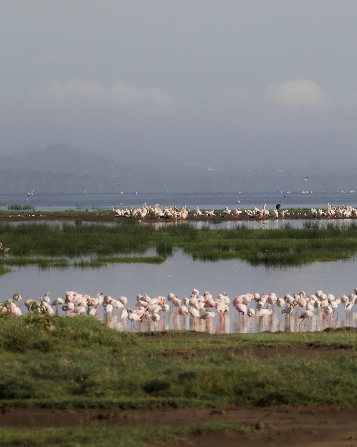 Flamingos on Lake Nakuru, Kenya